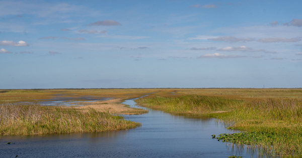 Everglades River Grass