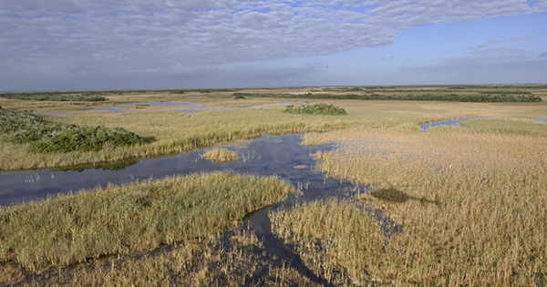 everglades