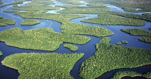 The Everglades 