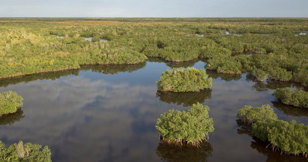 Everglades aeriel view