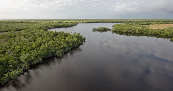 river running through everglades