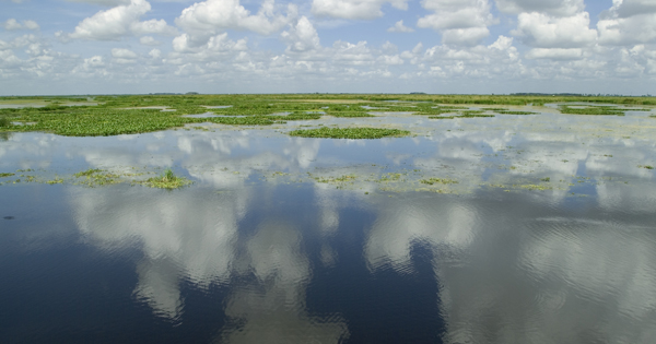 Everglades