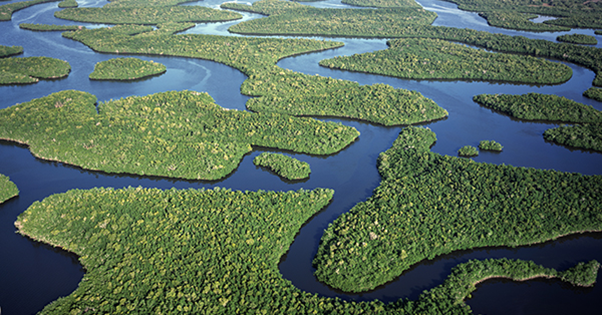 view of river through everglades