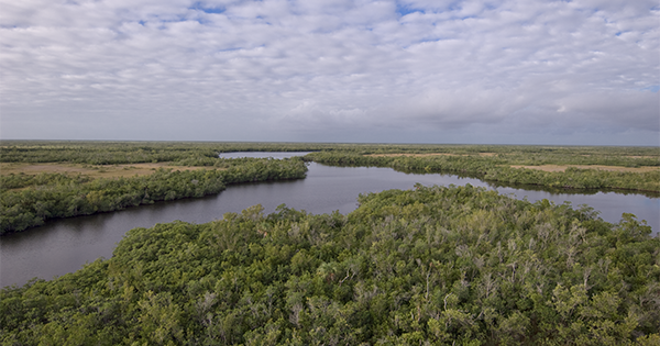 river winding through wetland