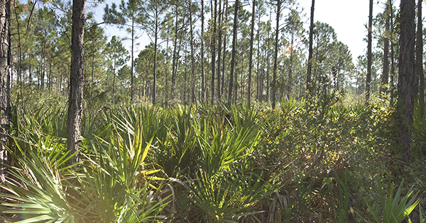 bushes and trees in a forest