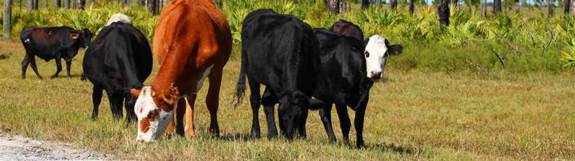 photo of cattle grazing