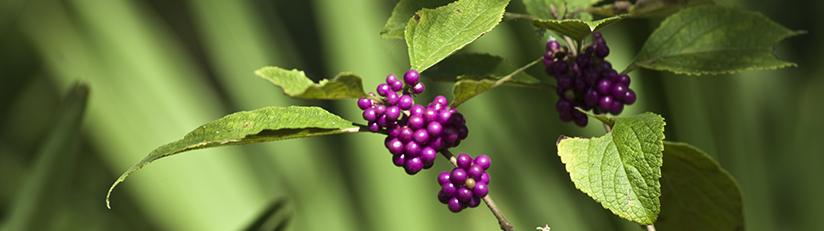 native plant beauty berry