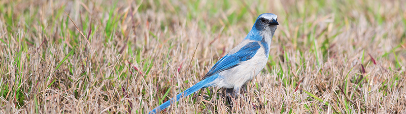 endangered Florida scrub jay