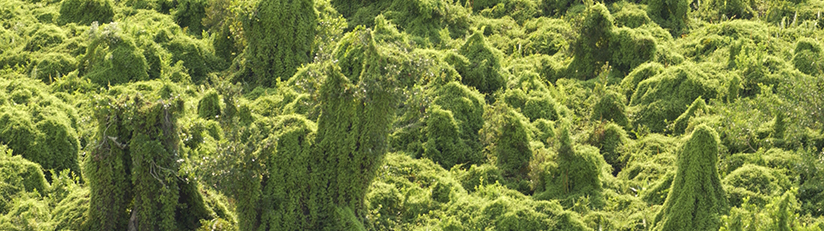 old world climbing fern smothering native vegetation