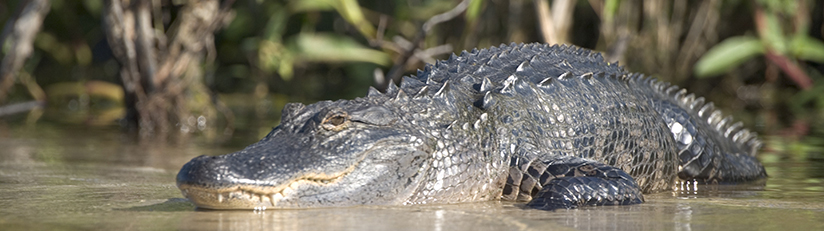 alligator on the banks of the Kissimmee River
