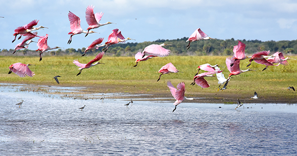 flock of flamingos flying over water