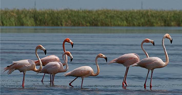 flamingos in water