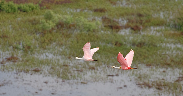 pair of flamingos flying over water
