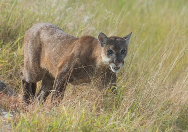 florida panther prowling