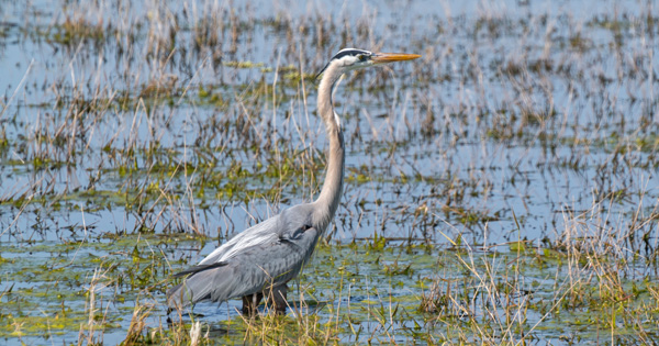 Great blue heron standing in shallow wetland