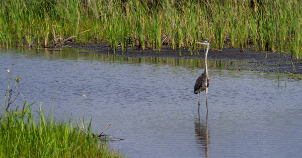 Great blue heron standing in shallow wetland water surrounded by tall vegetation