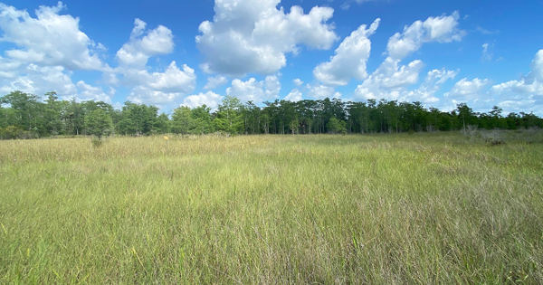 Green Heart of the Everglades Wetland Marsh Habitat