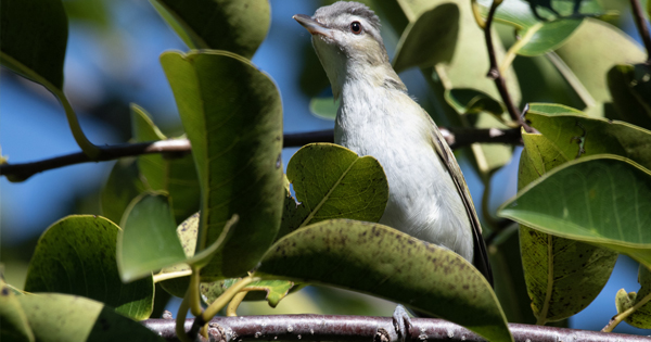 Grey Bird