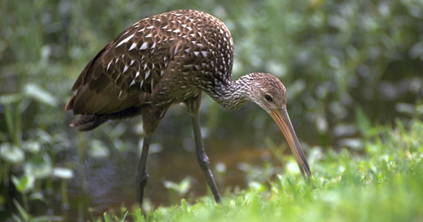 Limpkin Bird 