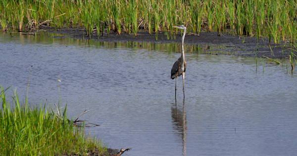 Tall heron standing in shallow wetland water near green march grasses