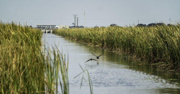 bird flying over canal