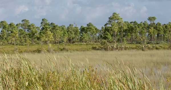 wavy grass in a prairie