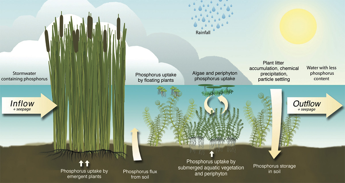 Diagram illustrating phosphorus uptake and movement through plants, aquatic vegetation and soil in wetland