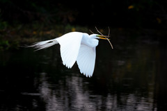 bird flying over water