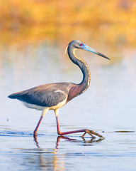 bird walking through wetland