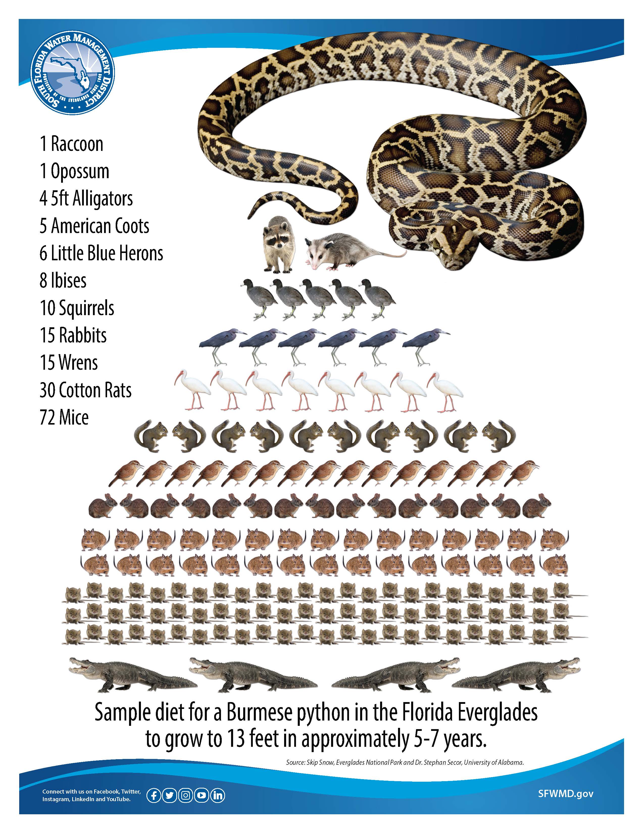 How to Get Rid of Burmese Pythons in the Everglades? 2