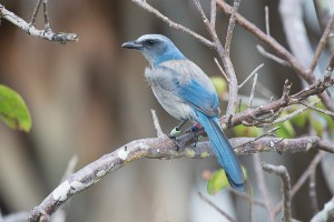 scrub sitting on branch