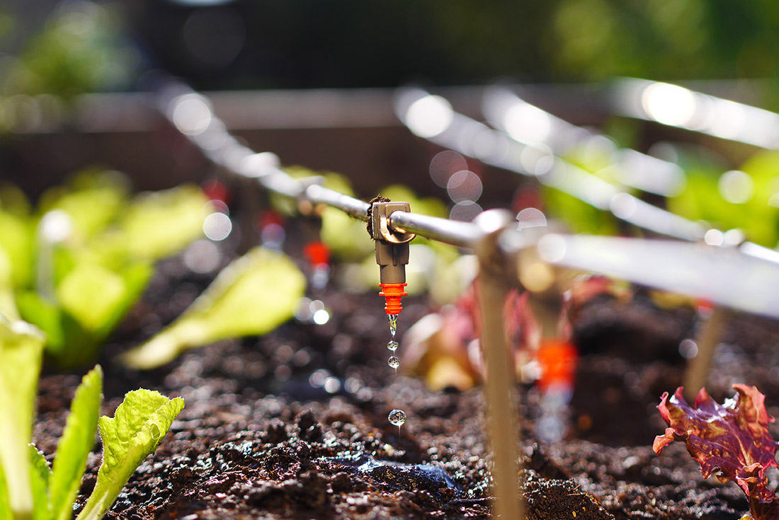 agriculture and nursery