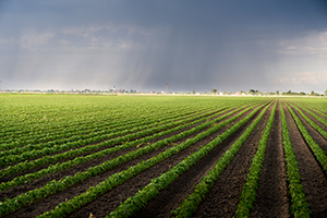 storm in field