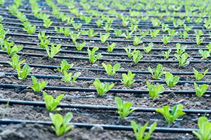 plants gathering water