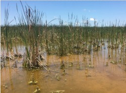 wetland filled with vegetation