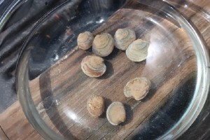 clams in a bowl of water