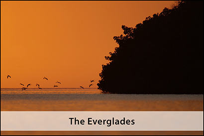 everglades