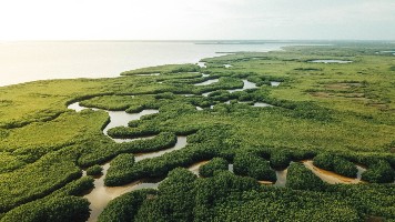 water running through mangroves
