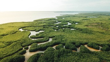 water running through mangroves