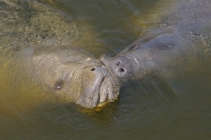 manatees in water