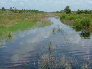 psrp wetland