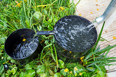 rainwater collected in bucket