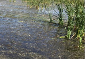 submerged aquatic vegetation 