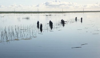 c44 sta wetland