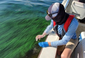 testing for algae