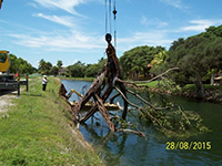 Click for photo of a tree in the C-100 Canal