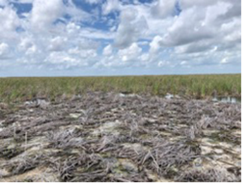 tussocks