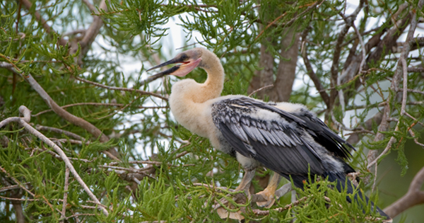 Young wading bird on a tree branch