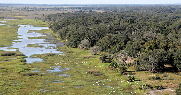 birds flying over wetland