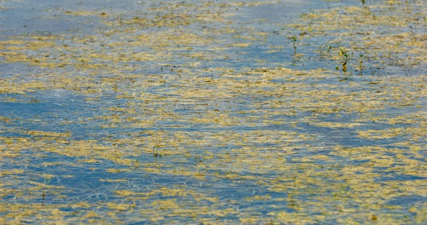 algae in body of water